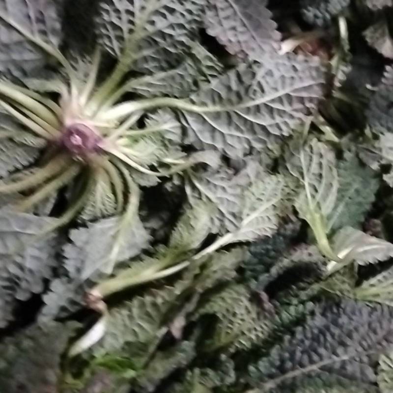 野菜蛤蟆草，荔枝草，现挖现发，产地直发保证质量