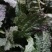 野菜蛤蟆草，荔枝草，现挖现发，产地直发保证质量