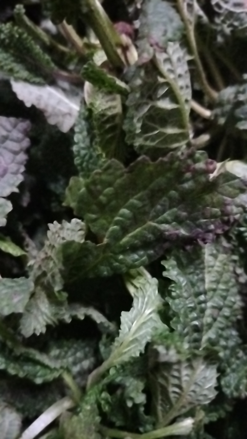 野菜蛤蟆草，荔枝草，现挖现发，产地直发保证质量