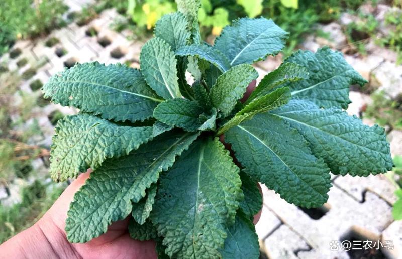 野菜蛤蟆草，荔枝草，现挖现发，产地直发保证质量