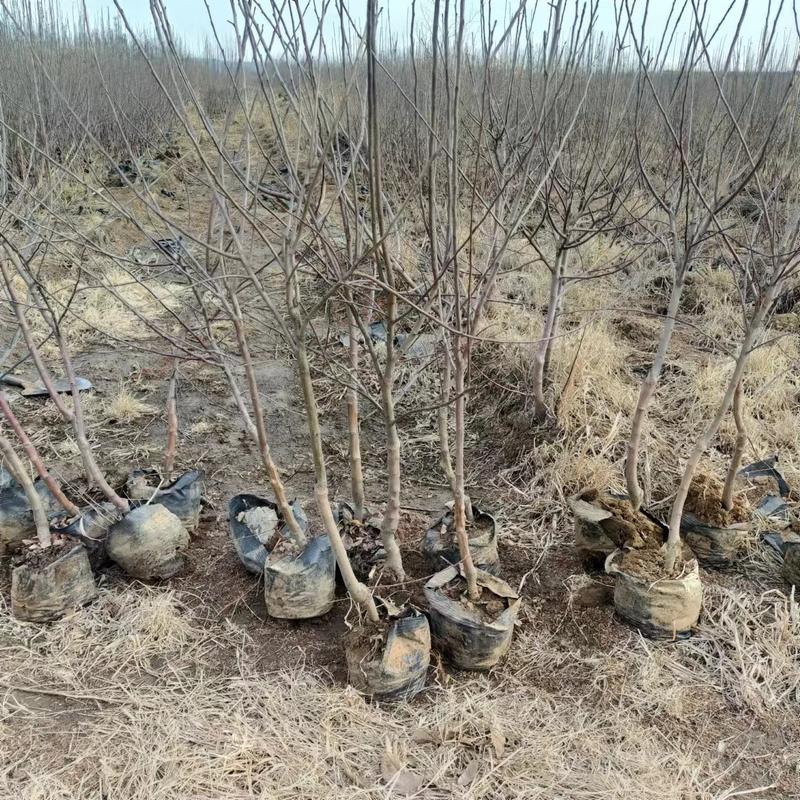 矮化寒富苹苗，矮化鸡心果苗，