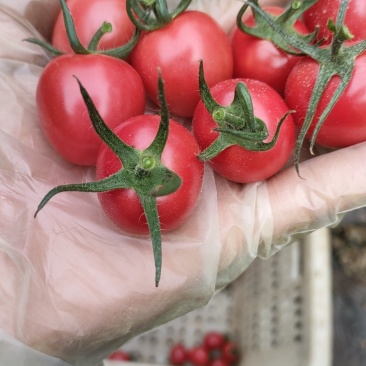 山东省聊城市莘县燕店圣女果千禧原产地便宜了，