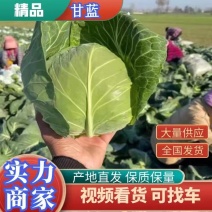 精品甘蓝￥圆包菜、颜色绿质量好，大量供应欢迎咨询！