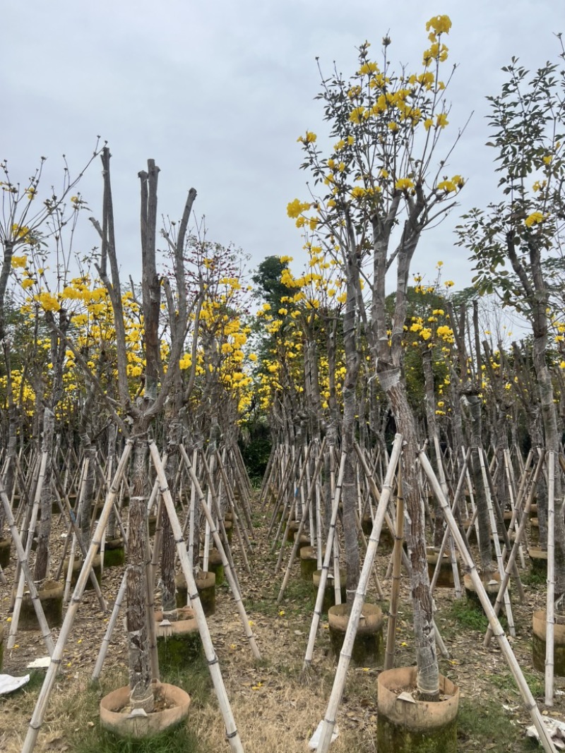 黄花风铃木3-18分低价出售