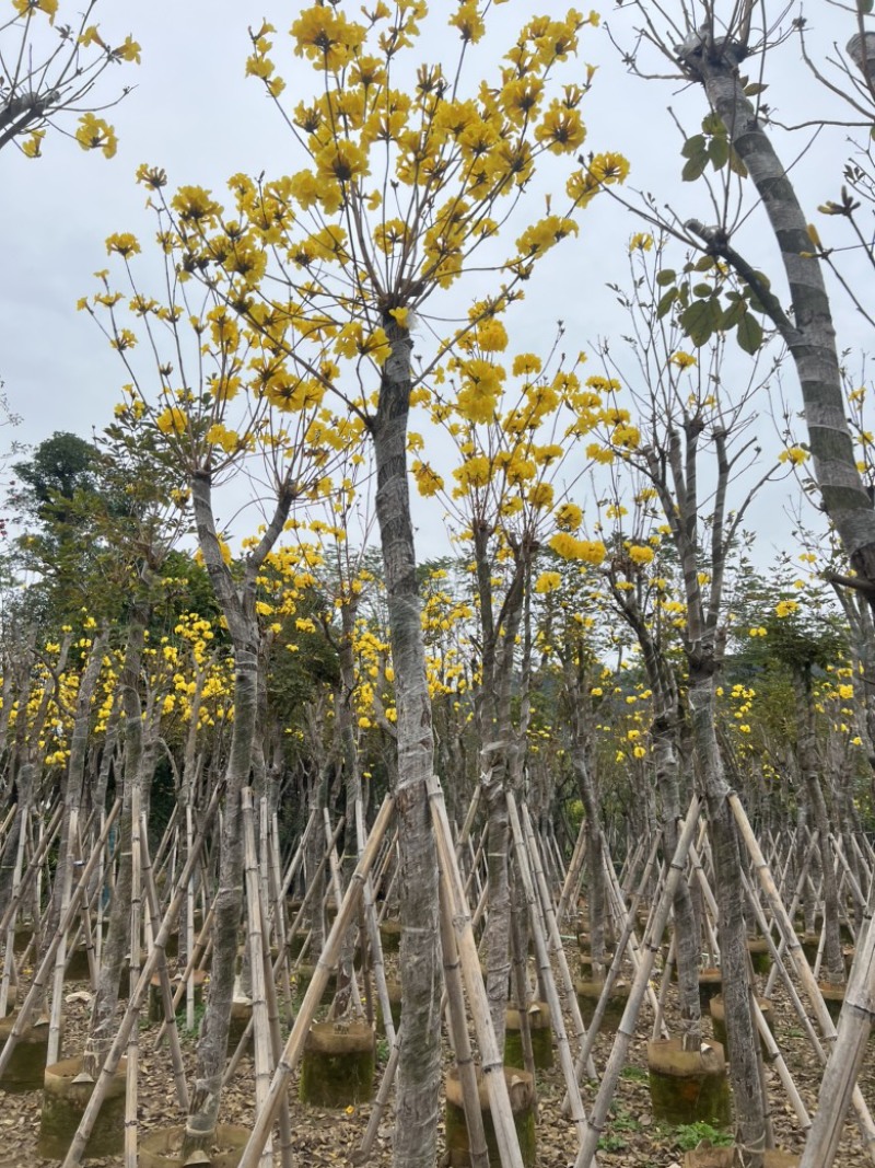 黄花风铃木3-18分低价出售