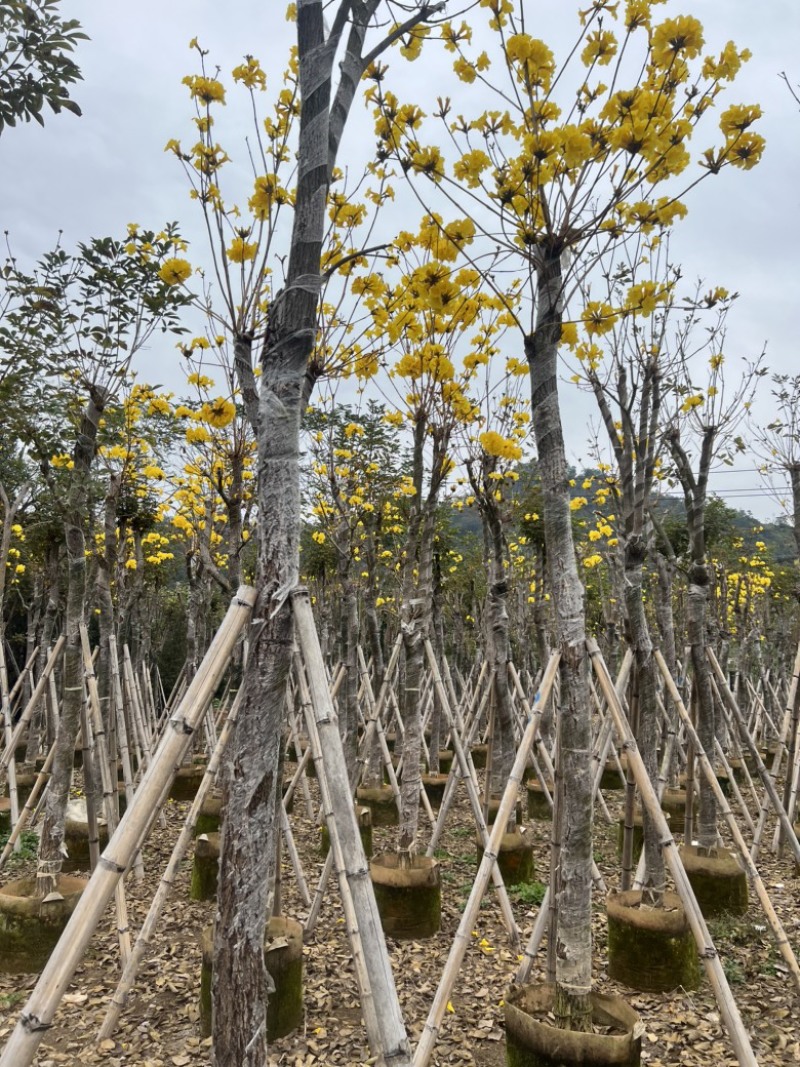 黄花风铃木3-18分低价出售