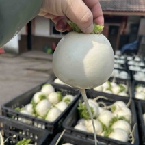 圆罗卜