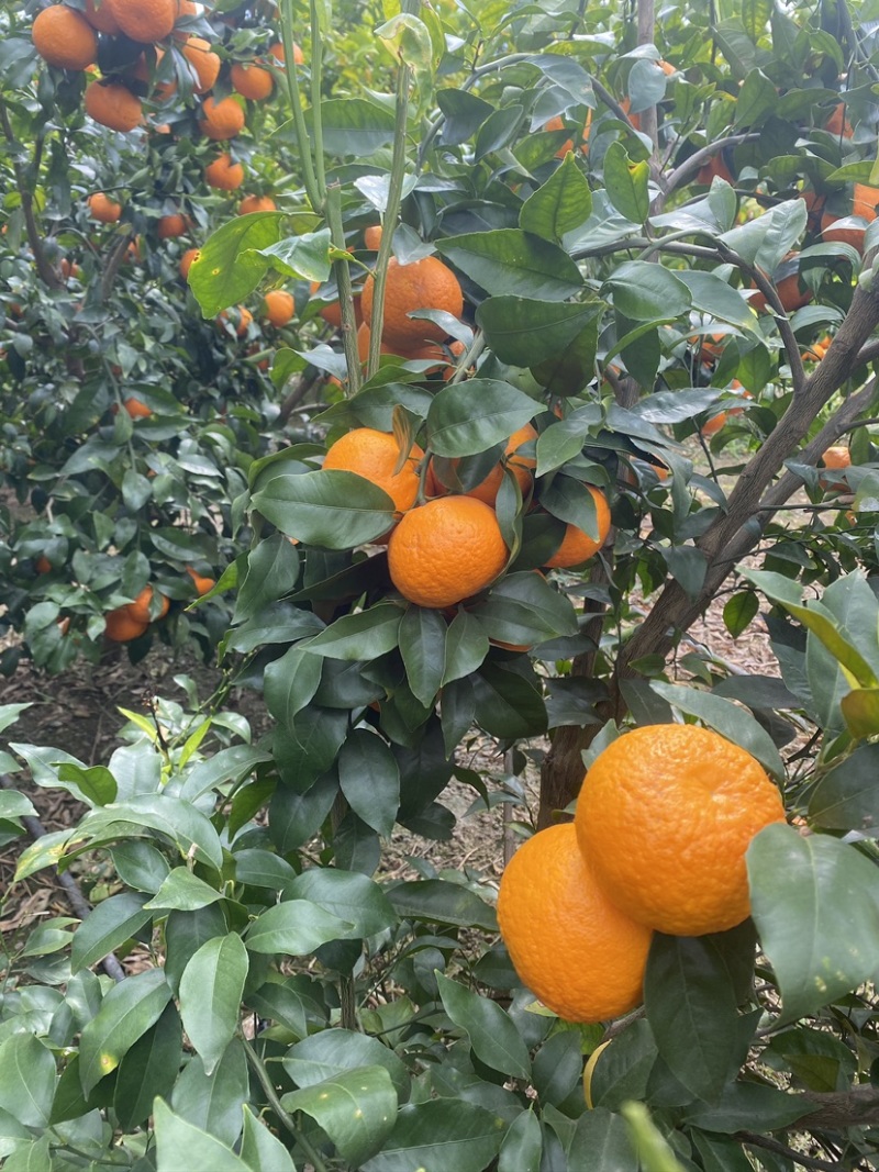 云南沃柑
