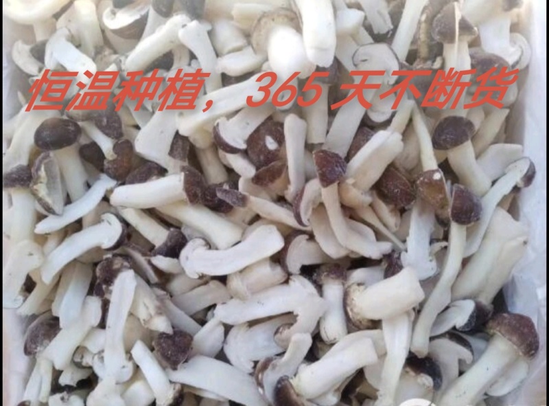 冻赤松茸