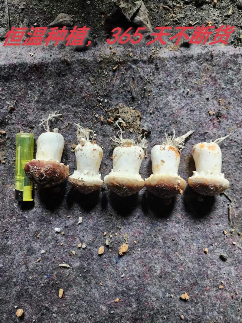 【牛商推荐】精品赤松茸现货供应品质保证对接各种市场