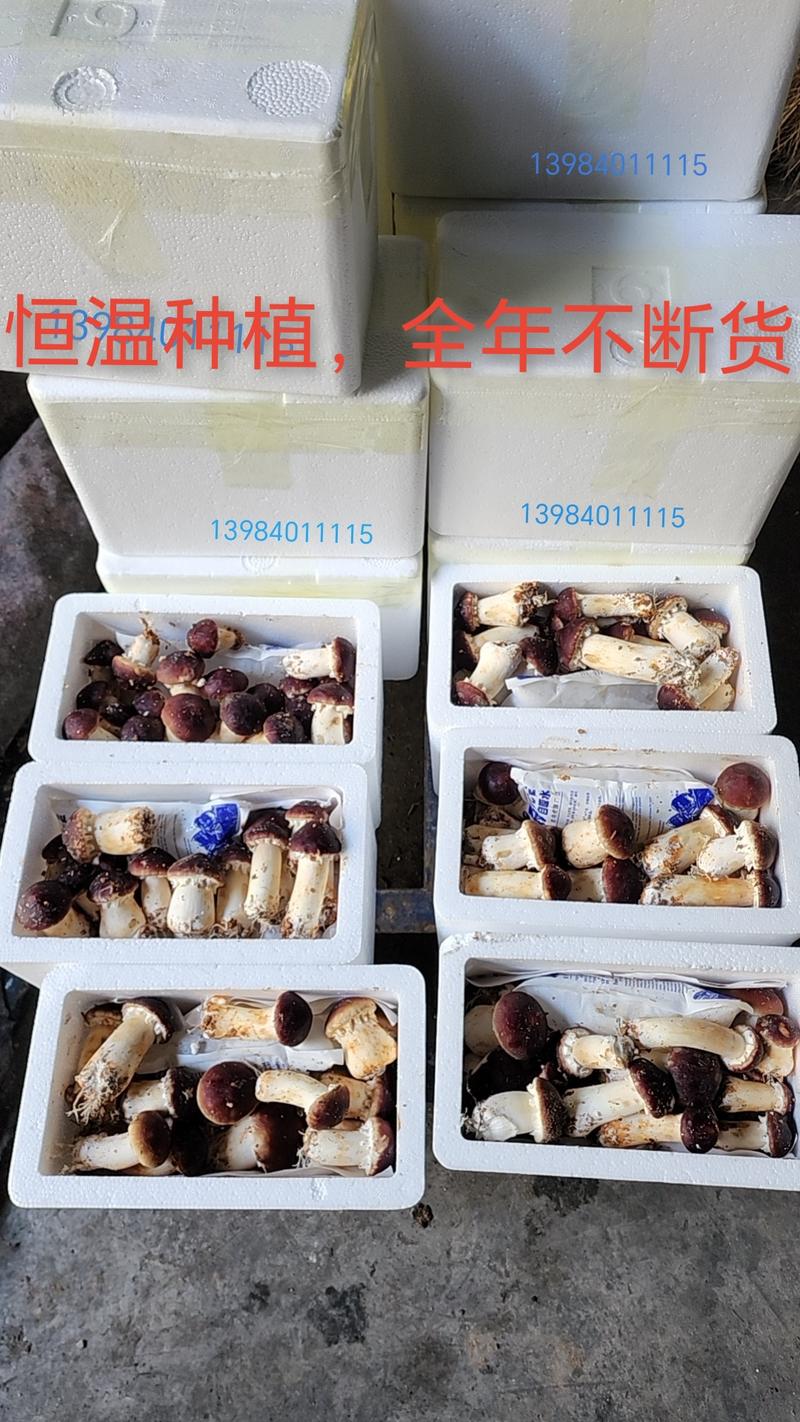 【牛商推荐】精品赤松茸现货供应品质保证对接各种市场