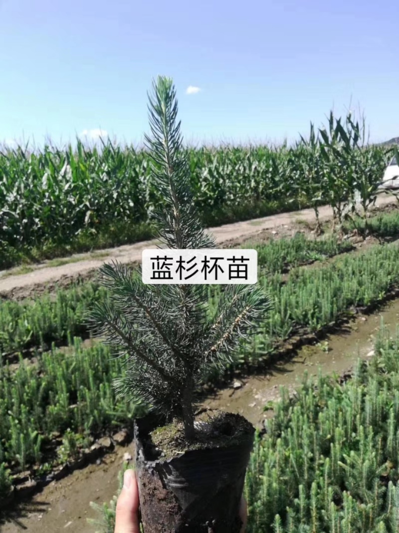 蓝杉杯苗小苗，定植树，东北货源耐寒欢迎洽谈成活率高品质好