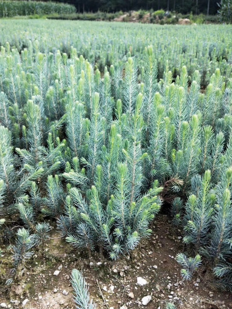 蓝杉杯苗小苗，定植树，东北货源耐寒欢迎洽谈成活率高品质好