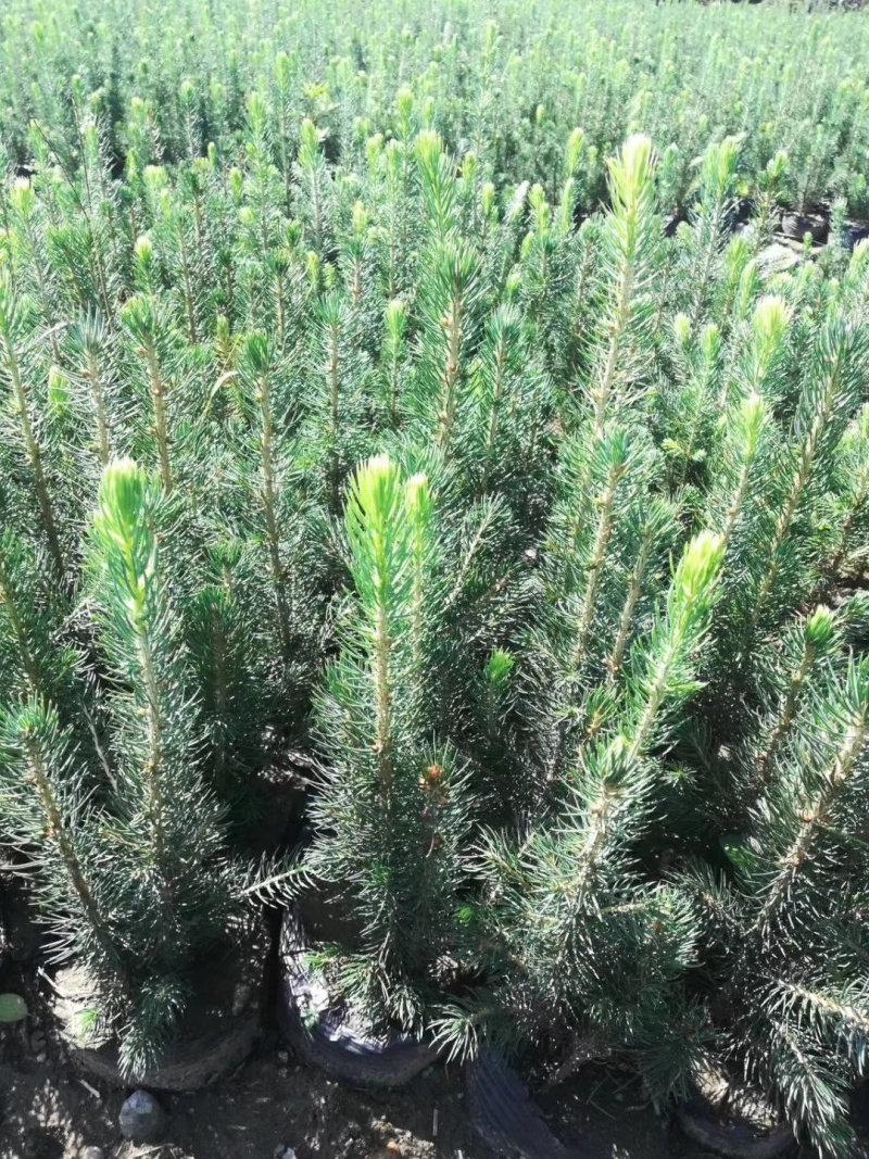 蓝杉杯苗小苗，定植树，东北货源耐寒欢迎洽谈成活率高品质好