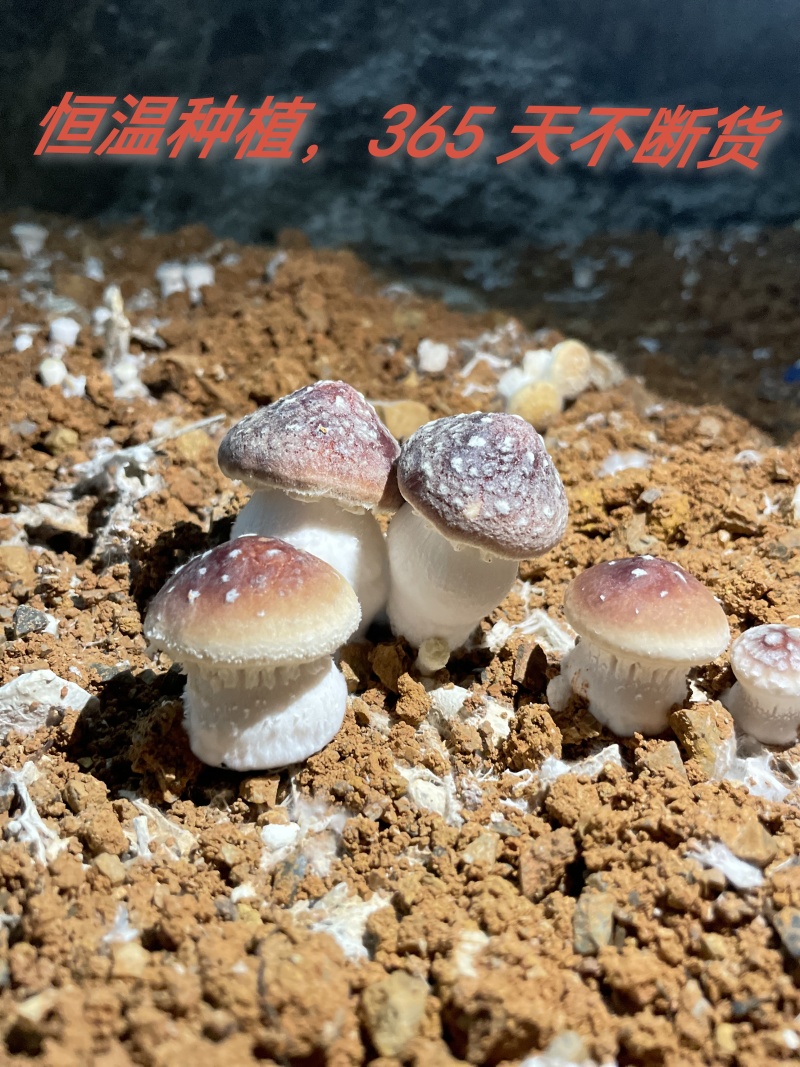 【牛商推荐】精品赤松茸现货供应品质保证对接各种市场