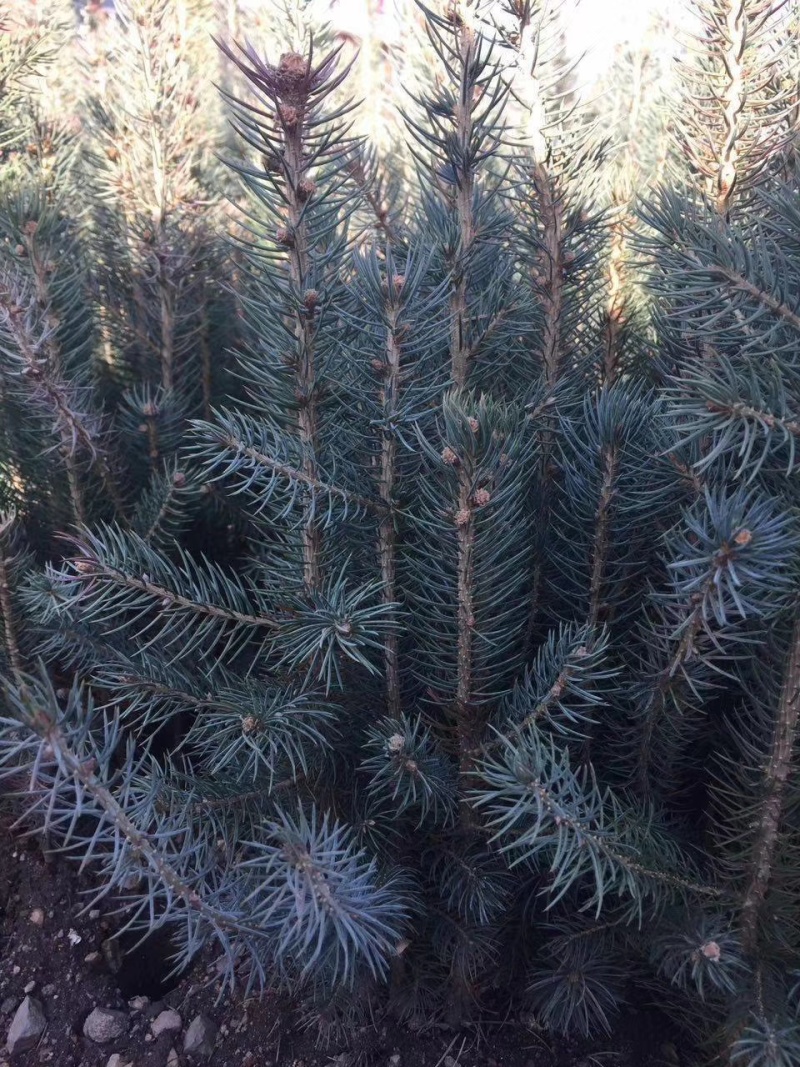 蓝杉杯苗小苗，定植树，东北货源耐寒欢迎洽谈成活率高品质好