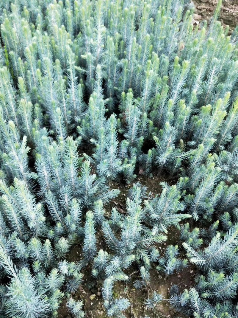 蓝杉杯苗小苗，定植树，东北货源耐寒欢迎洽谈成活率高品质好
