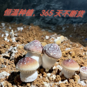 贵阳赤松茸品质保证诚信经营欢迎联系自家基地接商超市场电商