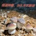 贵阳赤松茸品质保证诚信经营欢迎联系自家基地接商超市场电商