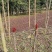 四川大竹红油香椿，露天培植自然成熟大自然的美味馈赠