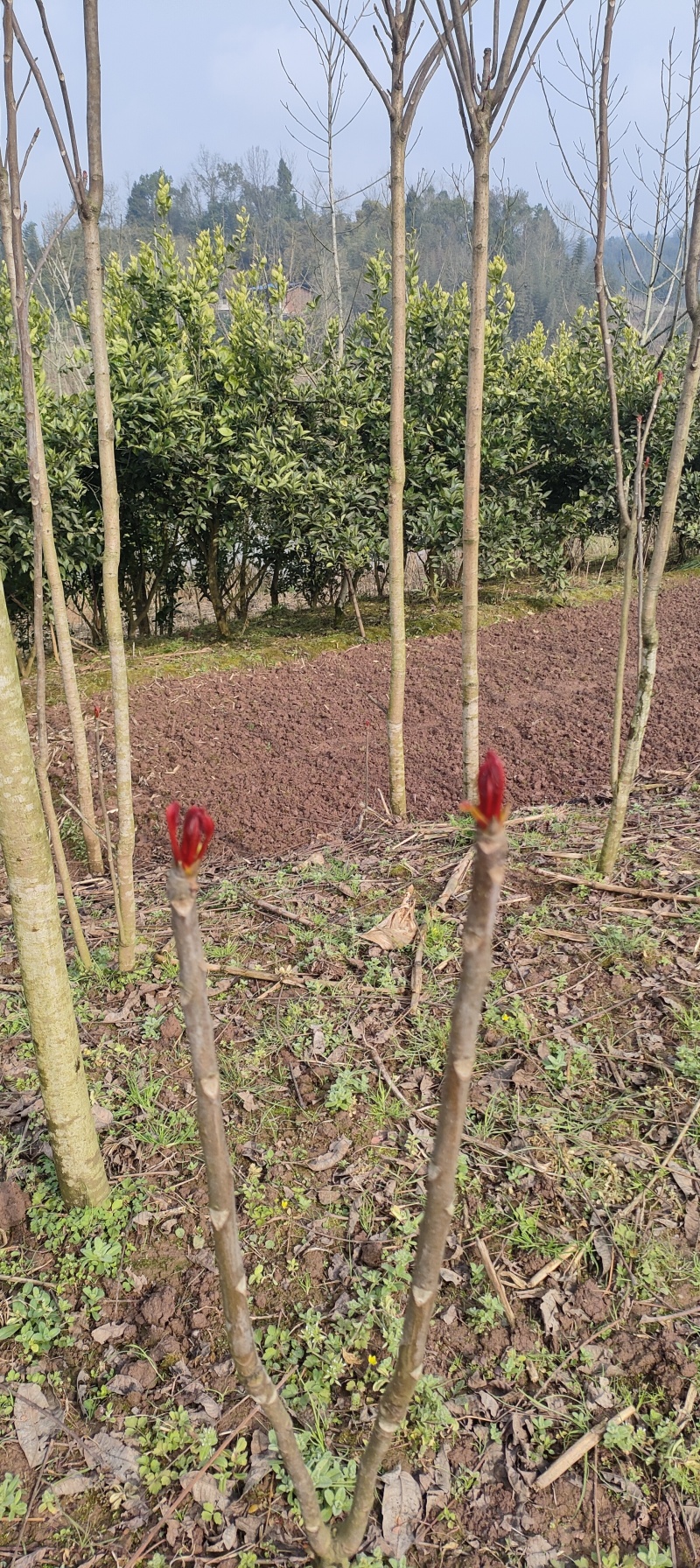 四川大竹红油香椿，露天培植自然成熟大自然的美味馈赠