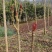 四川大竹红油香椿，露天培植自然成熟大自然的美味馈赠