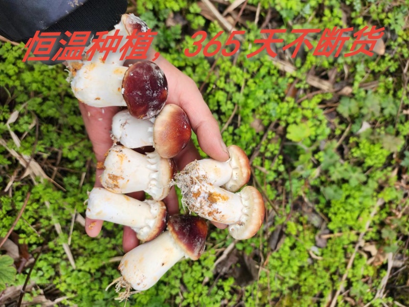 贵阳赤松茸品质保证诚信经营欢迎联系自家基地接商超市场电商