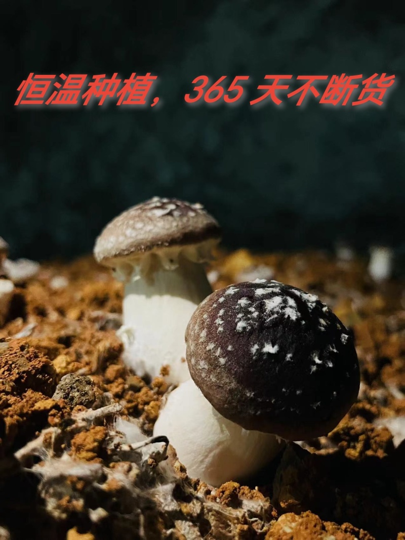 盐水赤松茸*恒温大棚种植全年供货