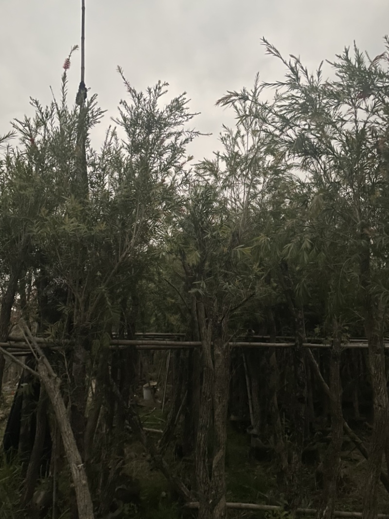 红千层