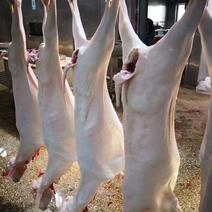 羊肉带皮羊肉精修无油30--50斤，山羊酮体。