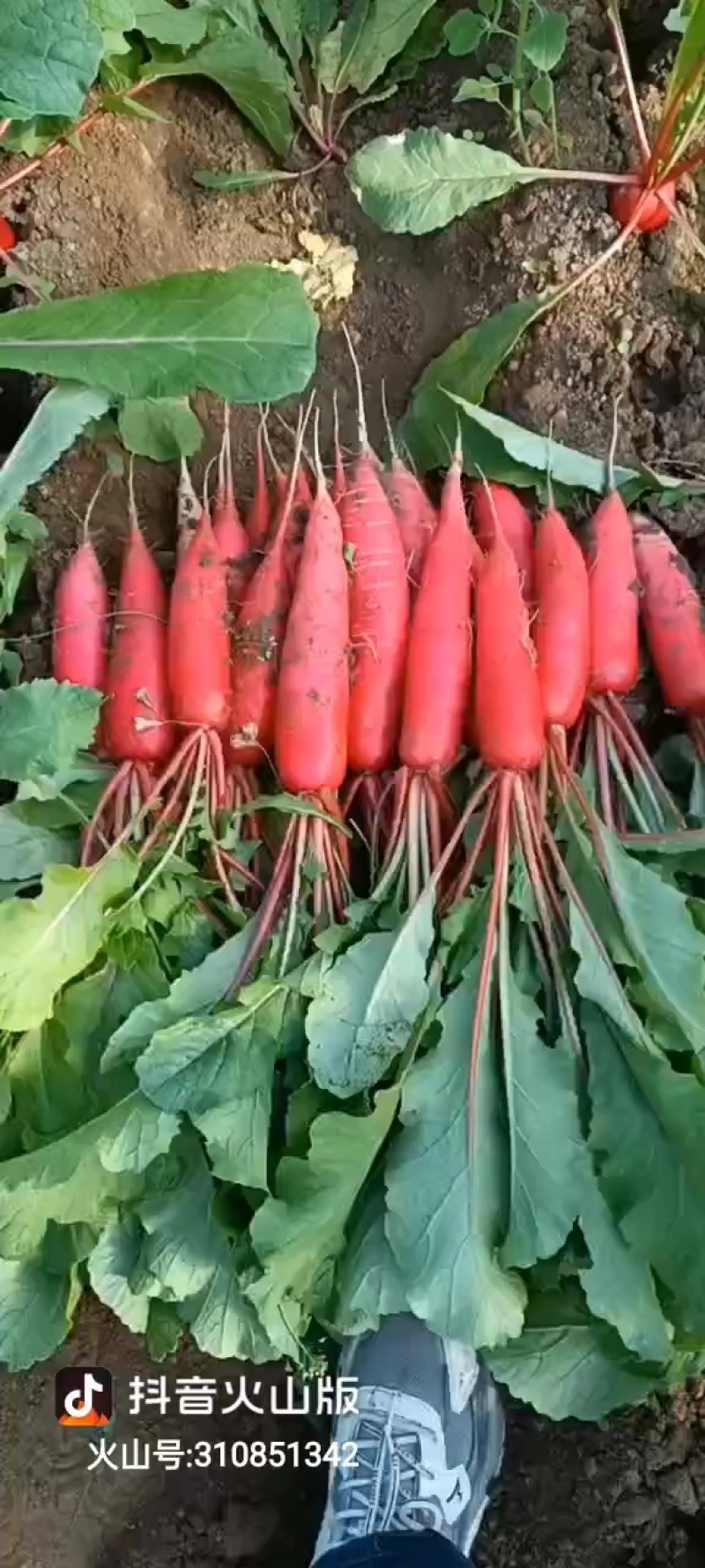 水萝卜