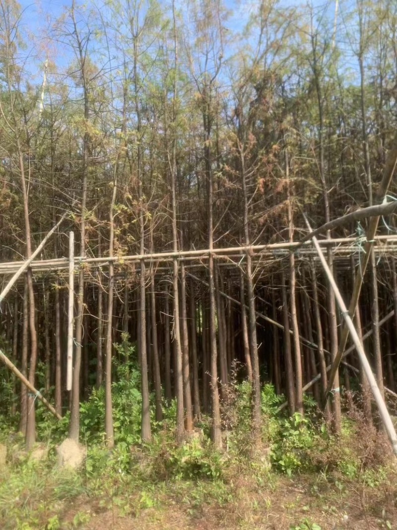 落羽杉
