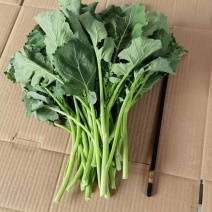 板蓝甘青菜油菜苔精品货，大量上市