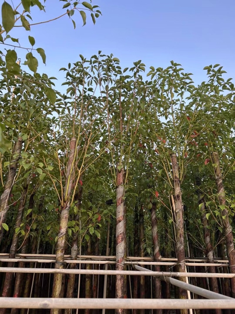 樟树