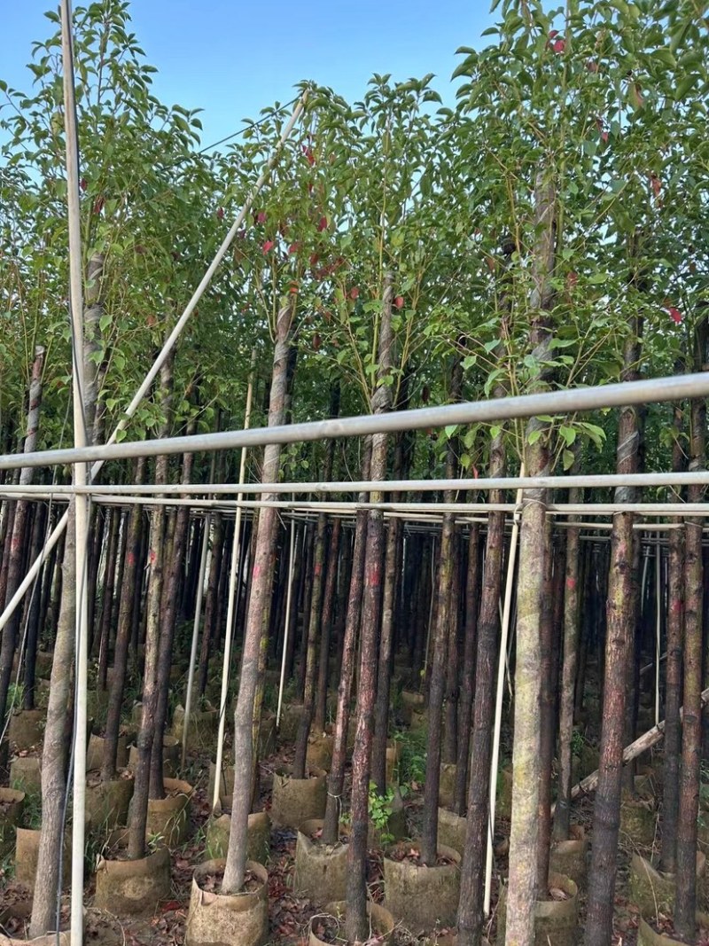 樟树