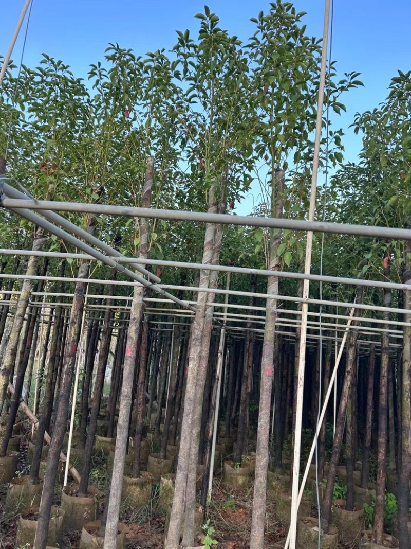 樟树