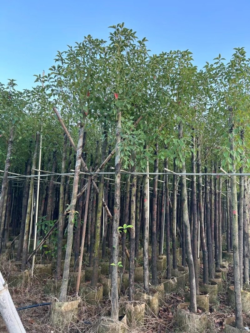 樟树
