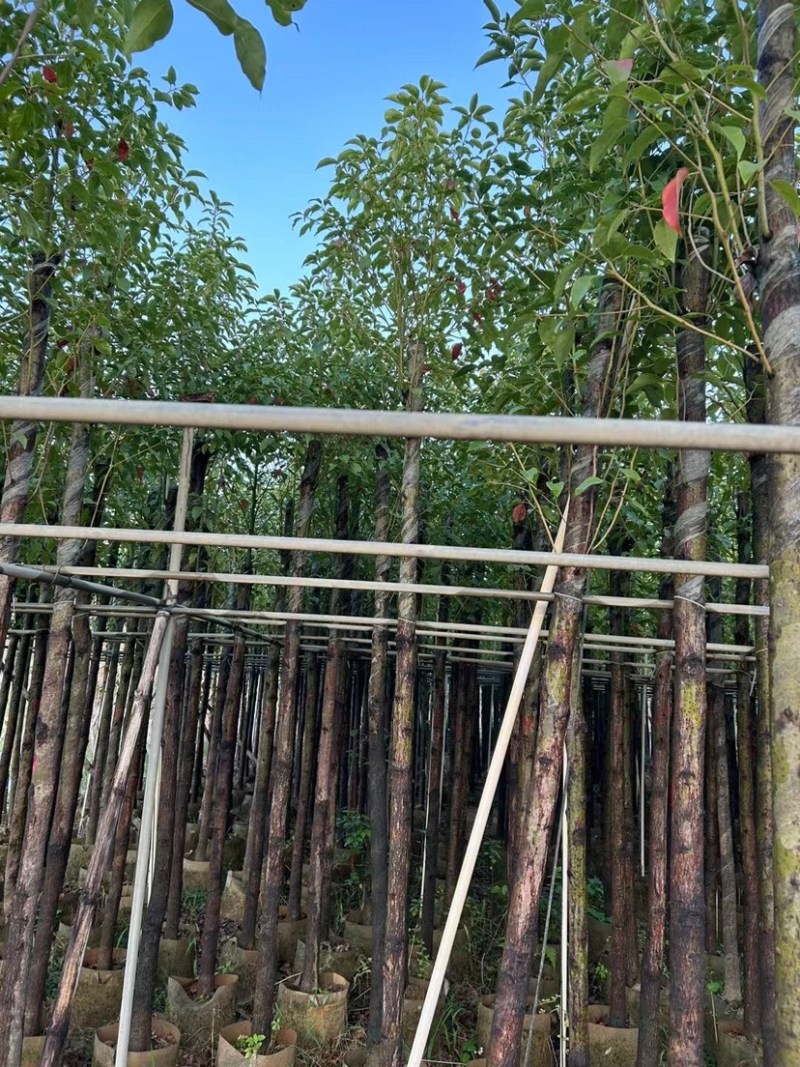 樟树