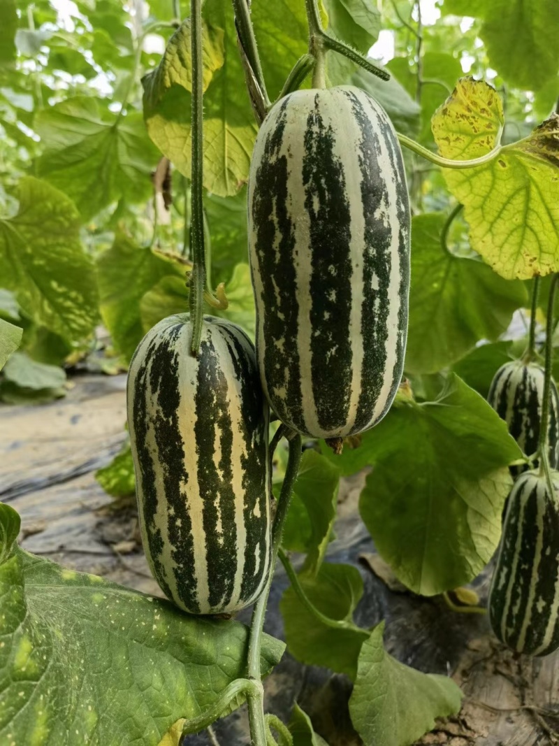 博洋9博洋系列甜瓜基地齐甜瓜