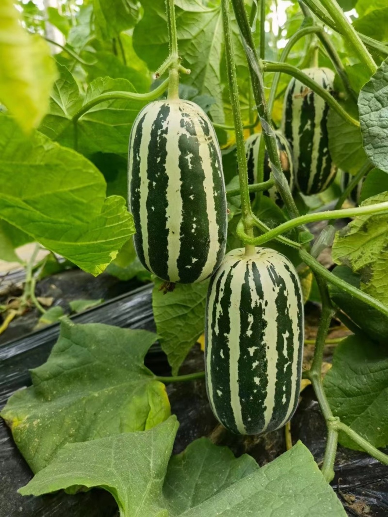 博洋9博洋系列甜瓜基地齐甜瓜