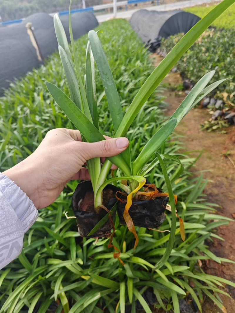 百子莲福建漳州基地直发百子莲