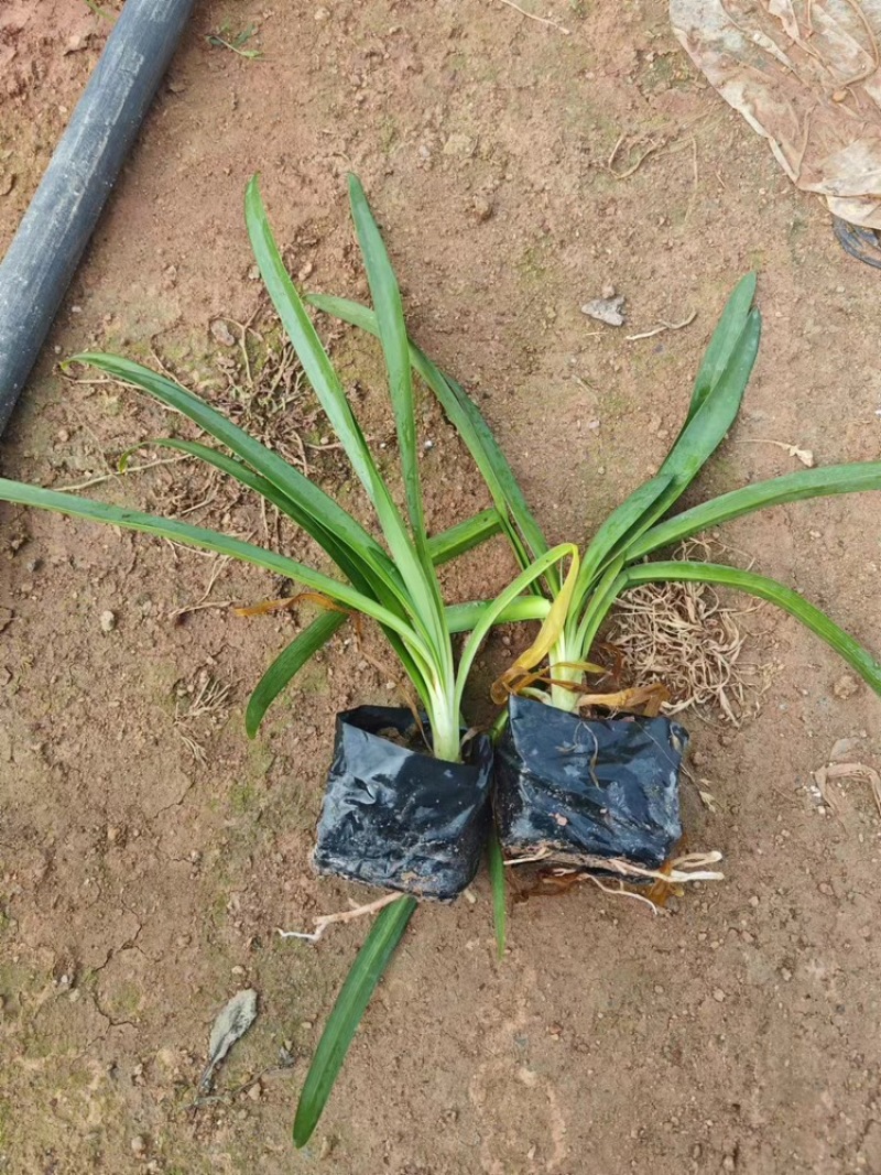 百子莲福建漳州基地直发百子莲