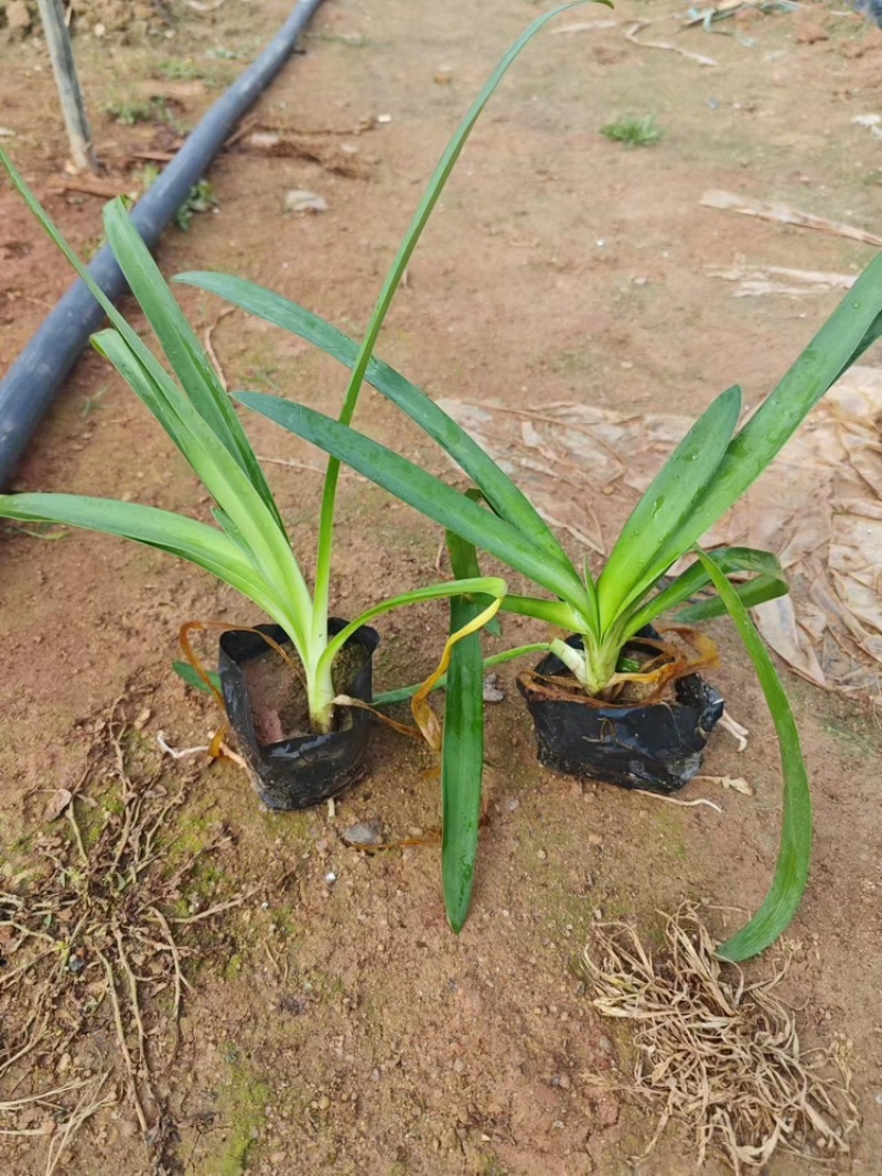 百子莲福建漳州基地直发百子莲