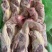 带头种鸡架