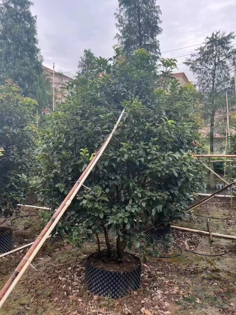 桂花