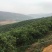 云南石屏高山露天杨梅