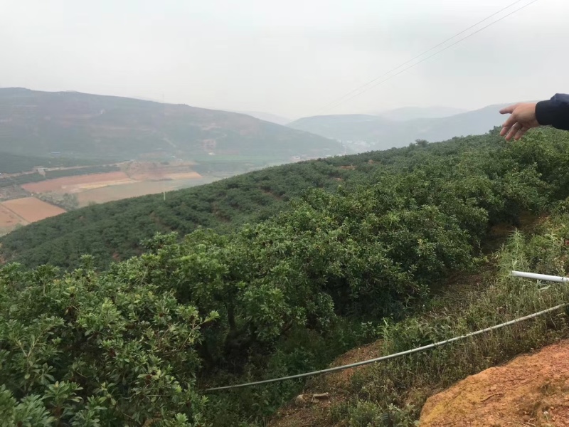 云南石屏高山露天杨梅