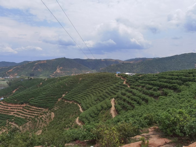 云南石屏高山露天杨梅