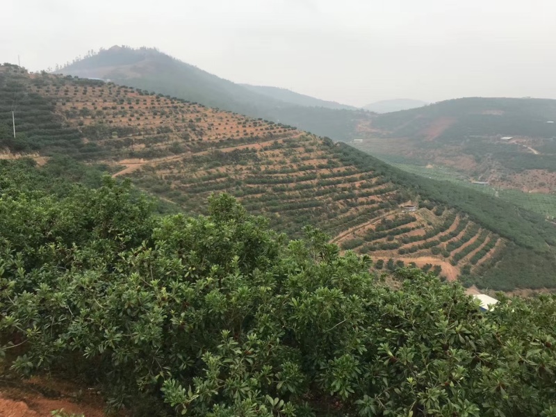 云南石屏高山露天杨梅