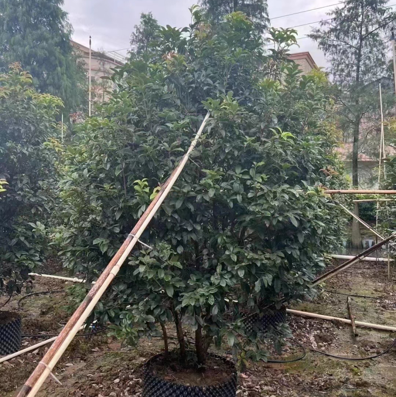 桂花